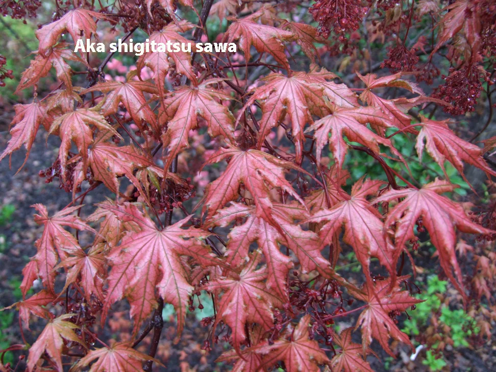 Gallery — Metro Maples